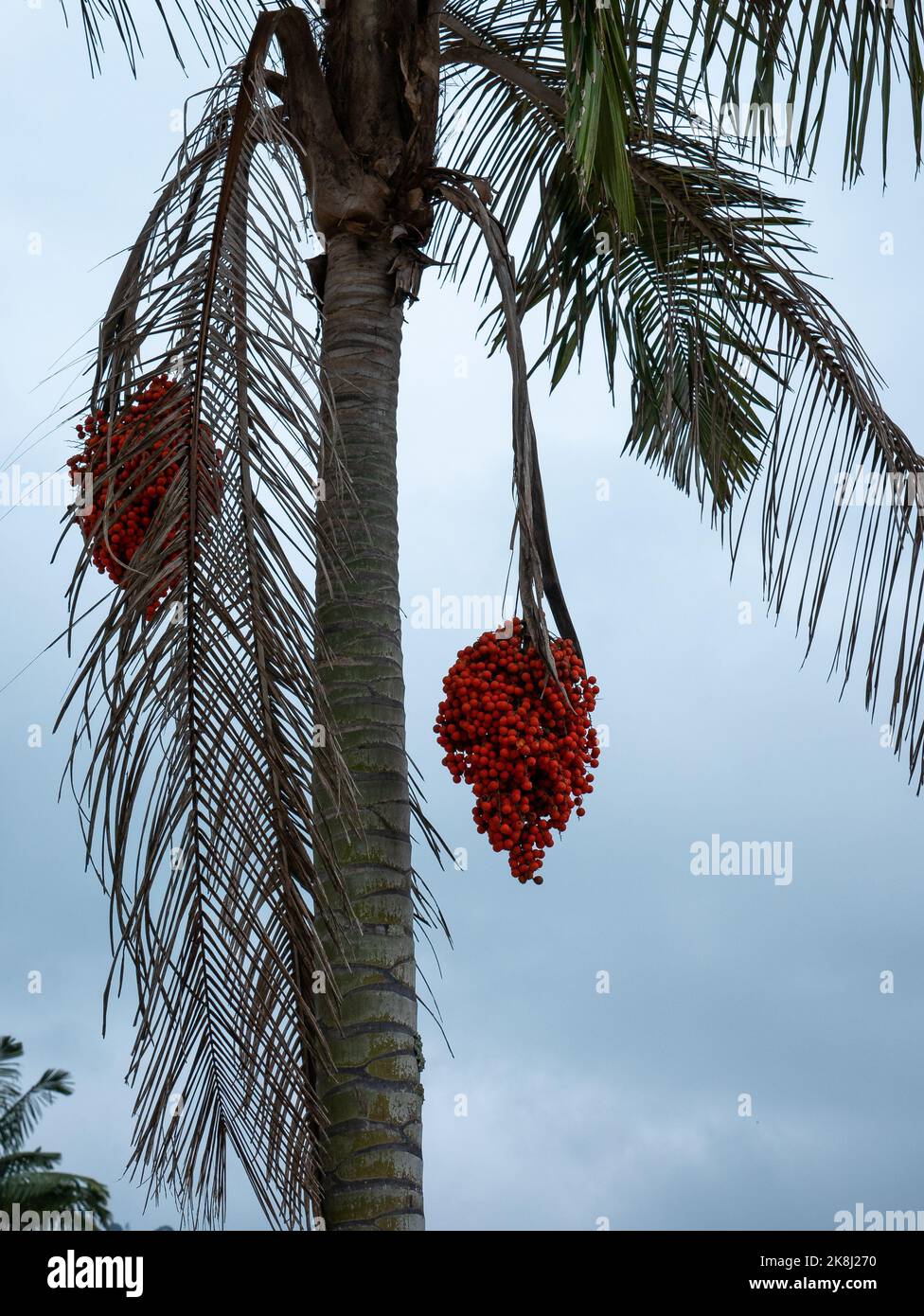 Albero di palma con piccoli frutti d'arancia conosciuto come Moriche Palm, Ité Palm, Ita, Buriti, Muriti, (Mauritia flexuosa) in un giorno nuvoloso Foto Stock