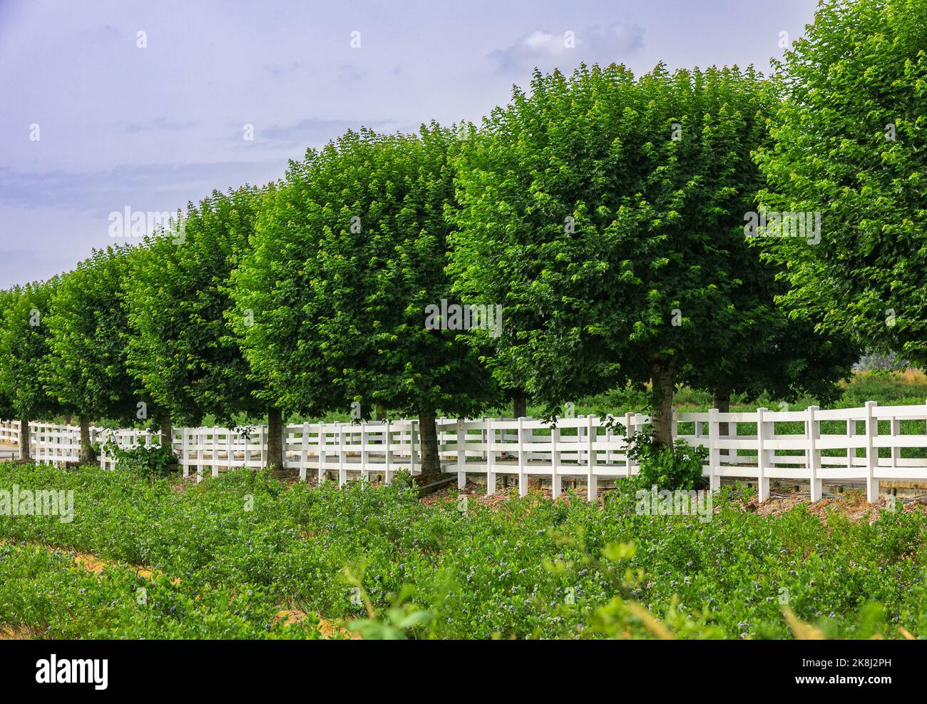 Campo agricolo con file di alberi convergenti in un punto di fuga. Recinto alberi verdi rifiniti nel giardino giardino prato alberi in fila vicolo, bordo sempreverde Foto Stock