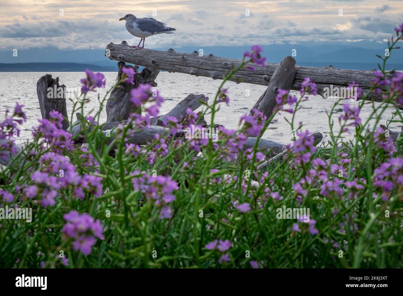 Seagull e fiori selvatici, Driftwood Park, Whidbey Island, Washington, Stati Uniti Foto Stock