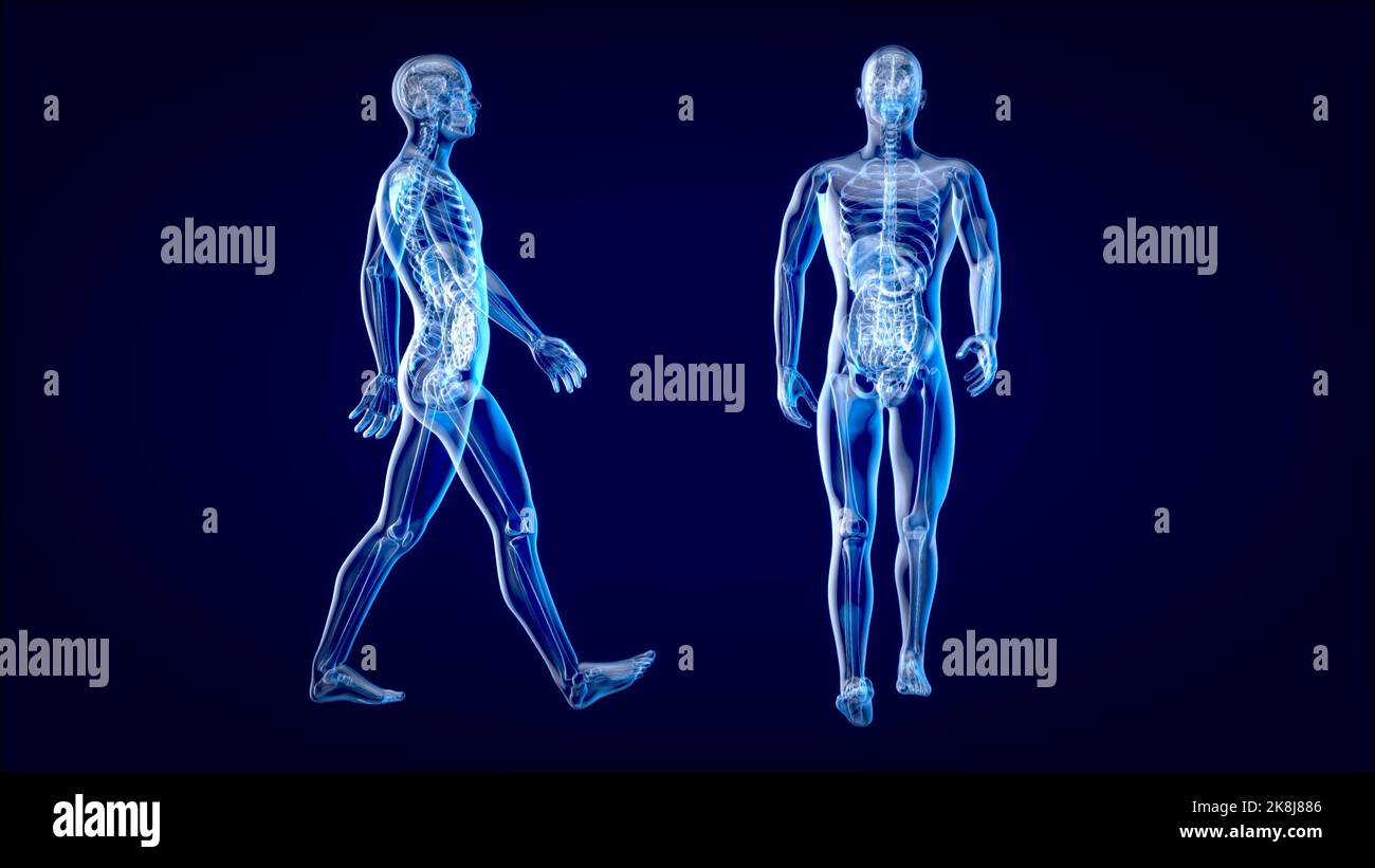 Concetto di anatomia 3D di un uomo radiogeno Foto Stock