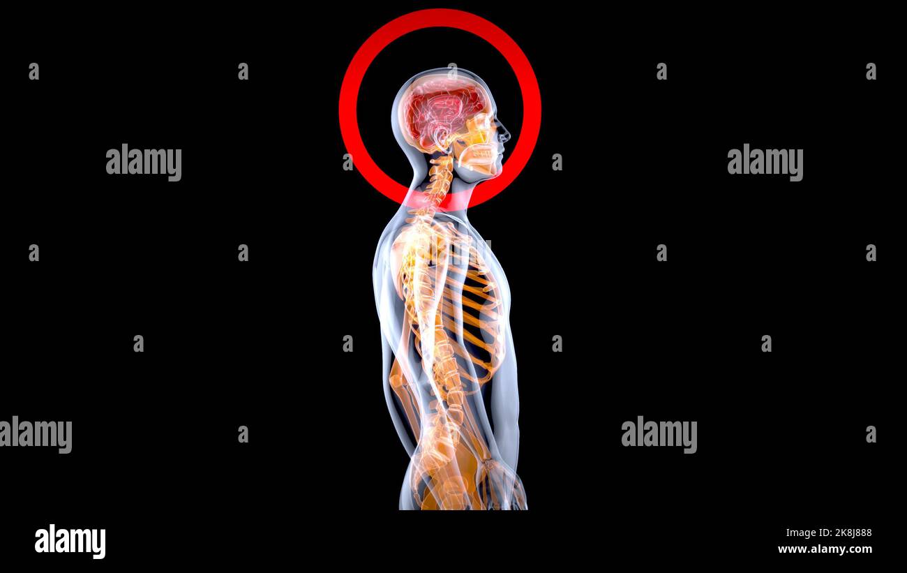 Concetto di anatomia 3D di un uomo radiogeno Foto Stock