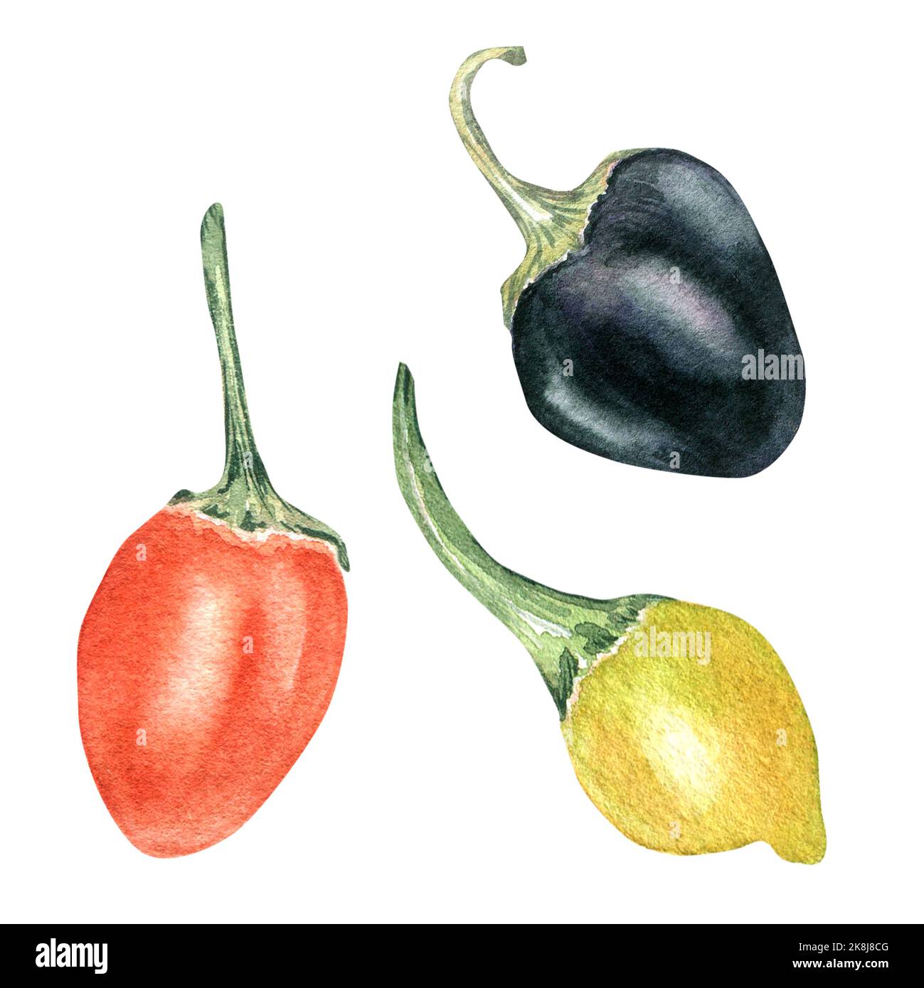 Rosso, giallo poco pepe caldo acquerello illustrazione isolata su sfondo bianco. Peperone cascabel disegnato a mano. Elemento di disegno per la legatura, menu, mar Foto Stock