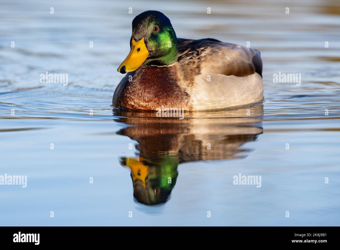 Maschio Mallard [ Anas platyrhynchos ] su stagno con riflessione Foto Stock