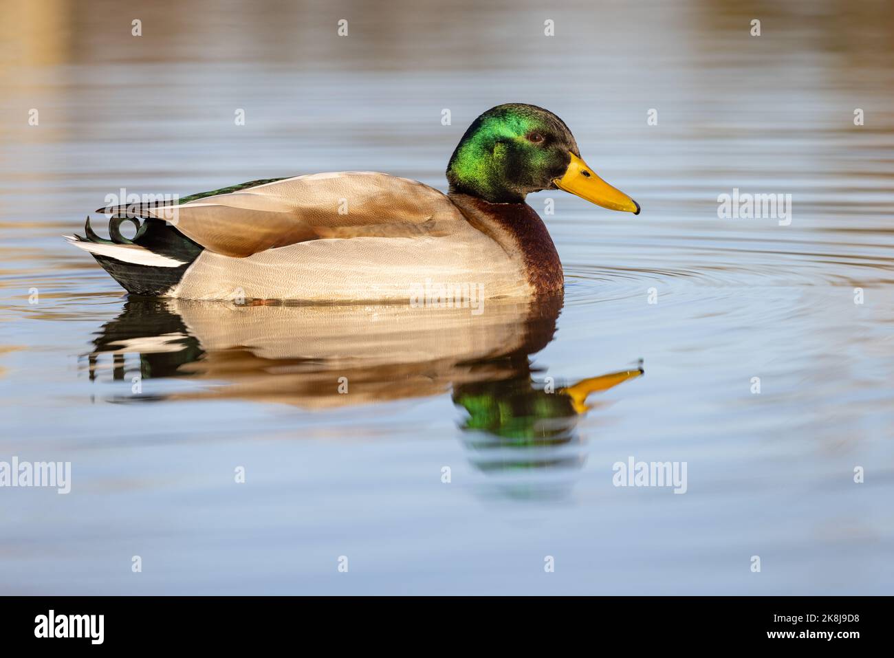 Maschio Mallard [ Anas platyrhynchos ] su stagno con riflessione Foto Stock