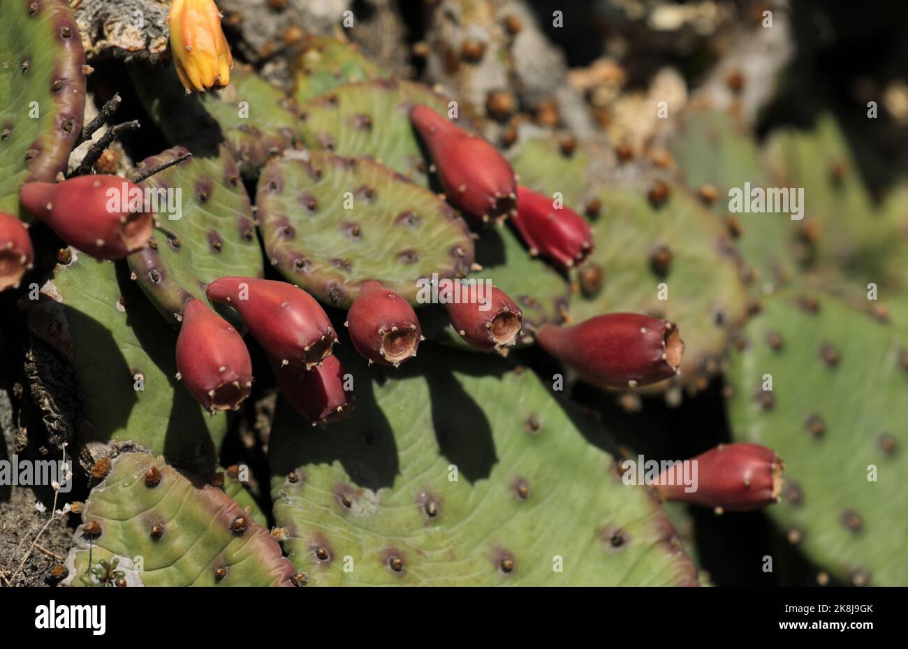 Pera di Prickly con i frutti che crescono su un muro di pietra Foto Stock
