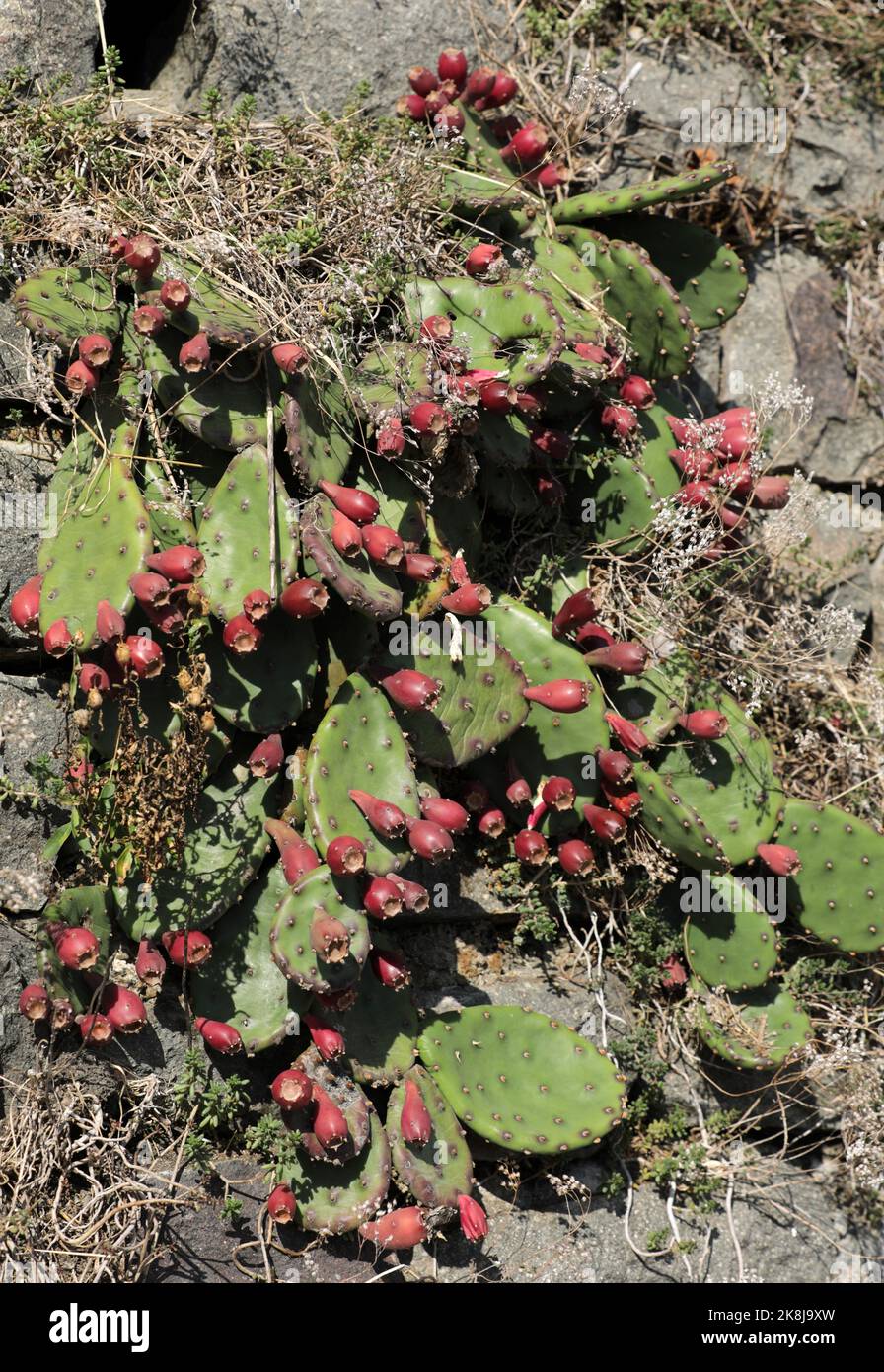 Pera di Prickly con i frutti che crescono su un muro di pietra Foto Stock