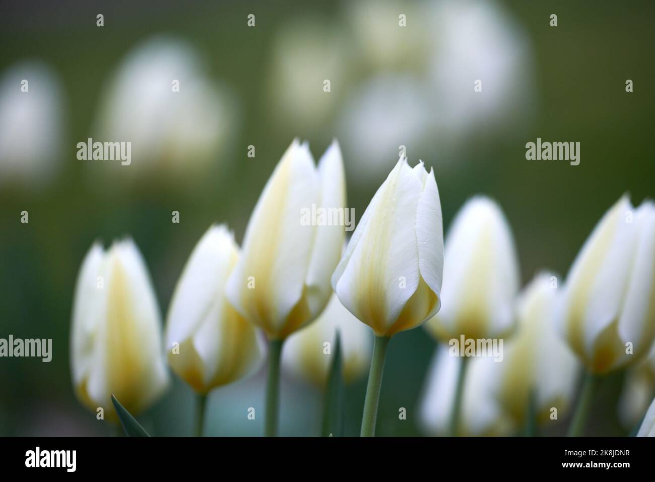 Tulipani nel mio giardino. Una foto di belle tulipani in giardino in primavera. Foto Stock