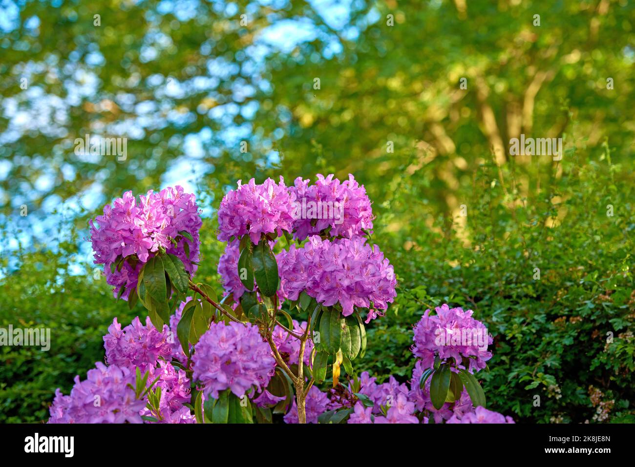 Rhododendron - fiori da giardino nel mese di maggio Foto Stock