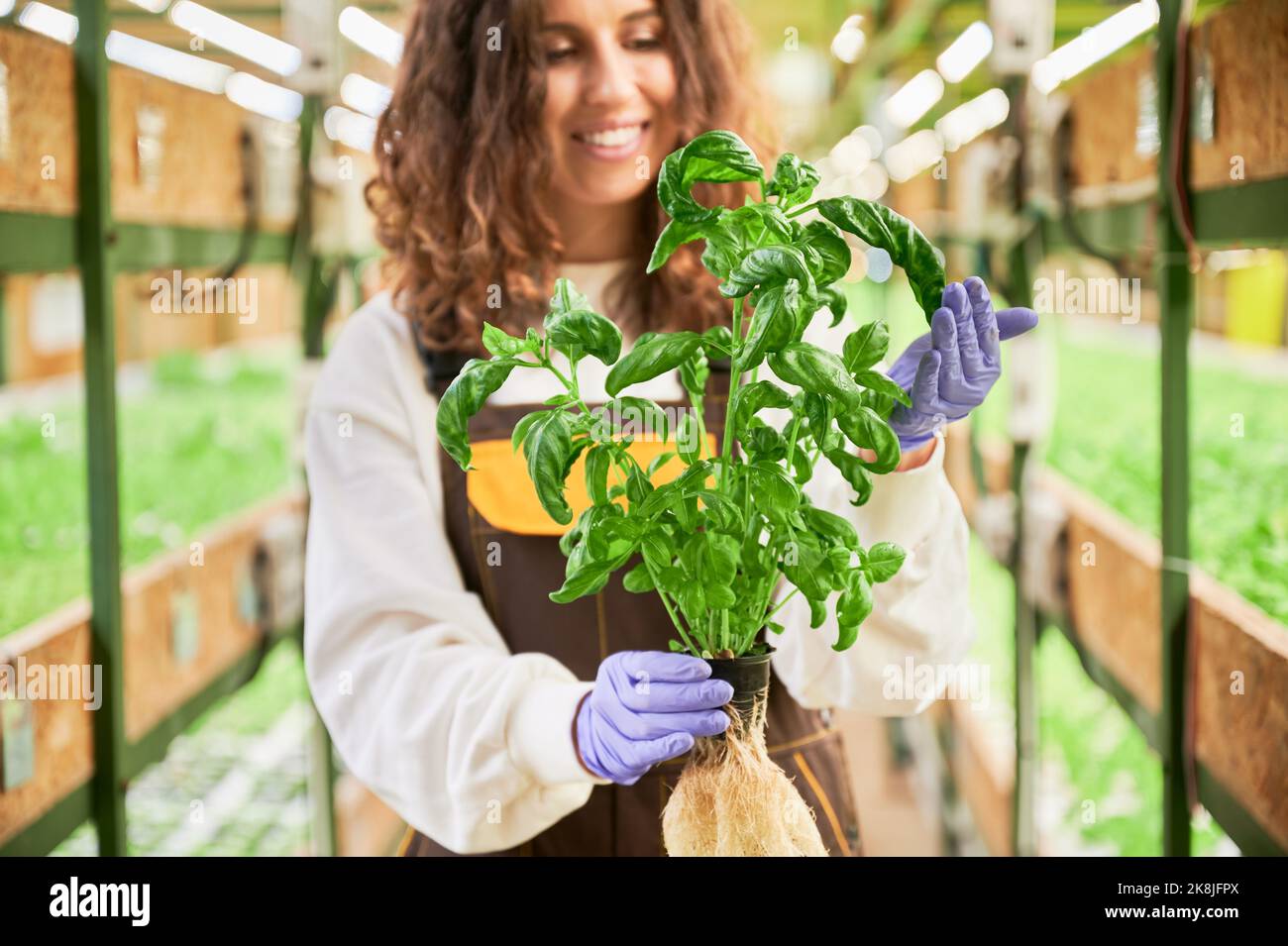 Primo piano di una donna sorridente giardiniera in guanti da giardino che tiene pentola con basilico. Giovane donna allegra con pianta verde e verde in mano in serra. Foto Stock