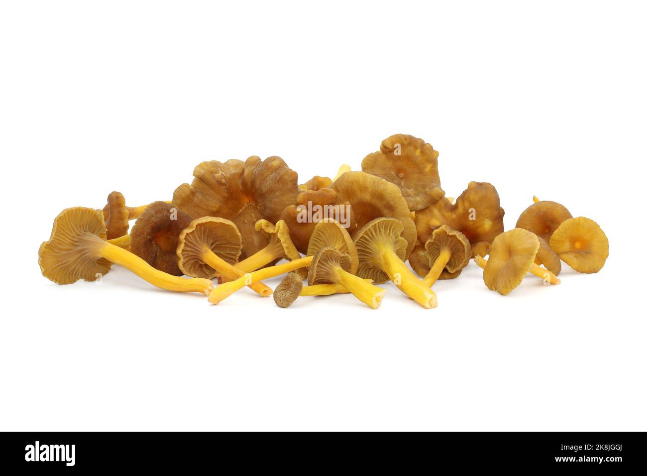 Un mazzo di funghi finferli ad imbuto commestibili selvatici giacciono su uno sfondo bianco. Tappi marroni con decurrent pallido branchie e gambi gialli cavi. Foto Stock