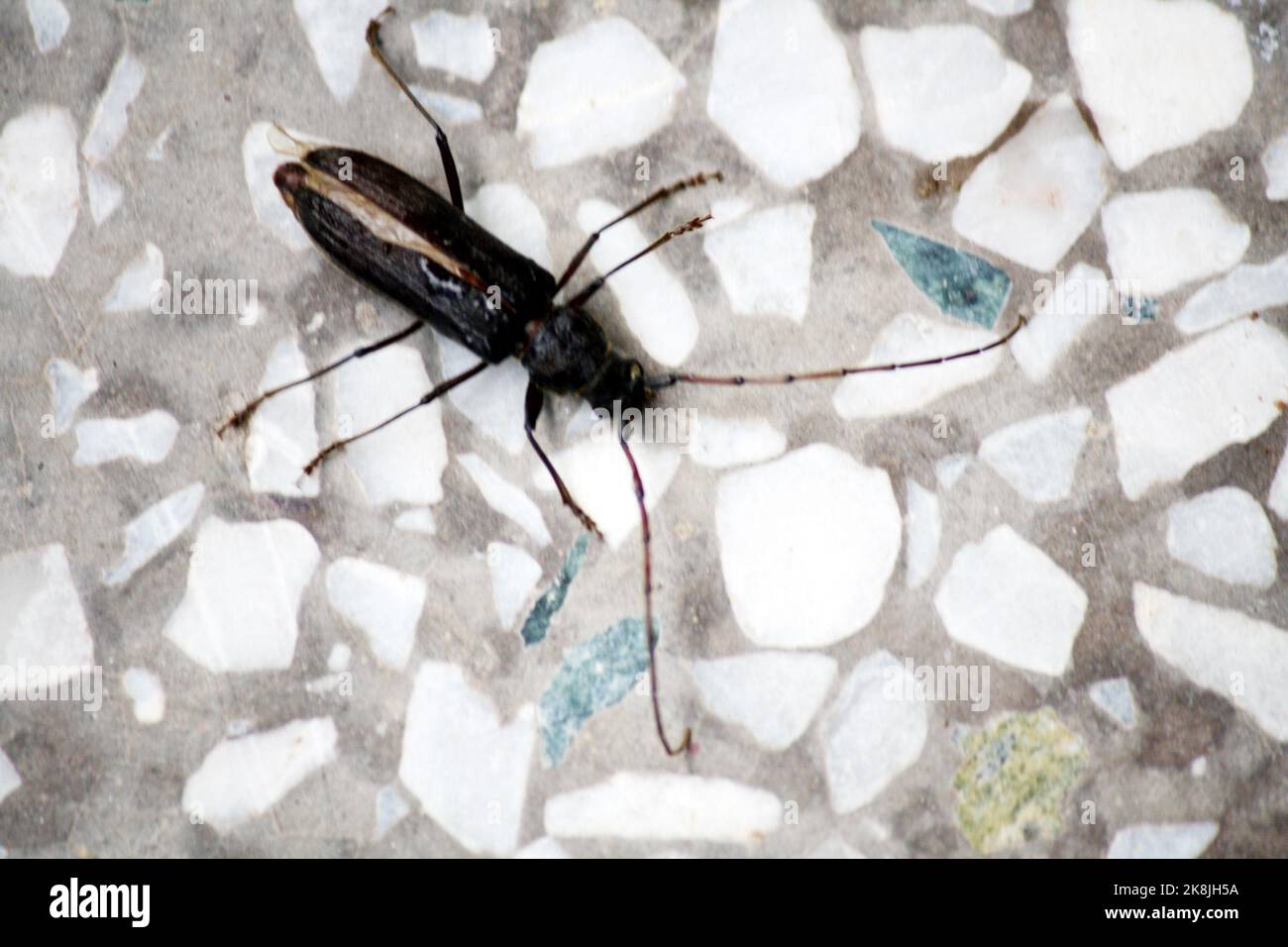 Coleottero nero (Epicauta pensilvanica) su pavimento a mosaico : (pix SShukla) Foto Stock