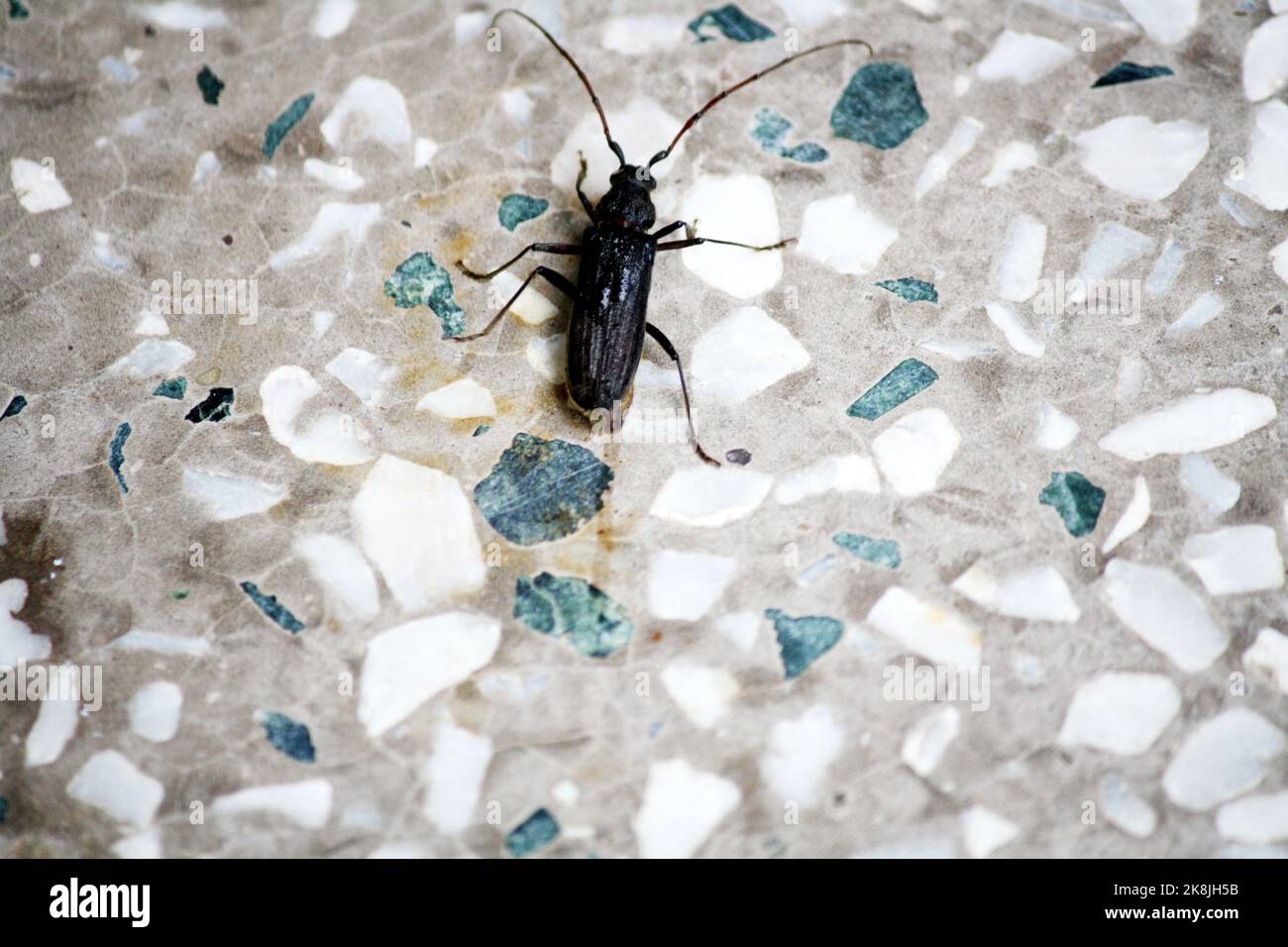 Coleottero nero (Epicauta pensilvanica) su pavimento a mosaico : (pix SShukla) Foto Stock