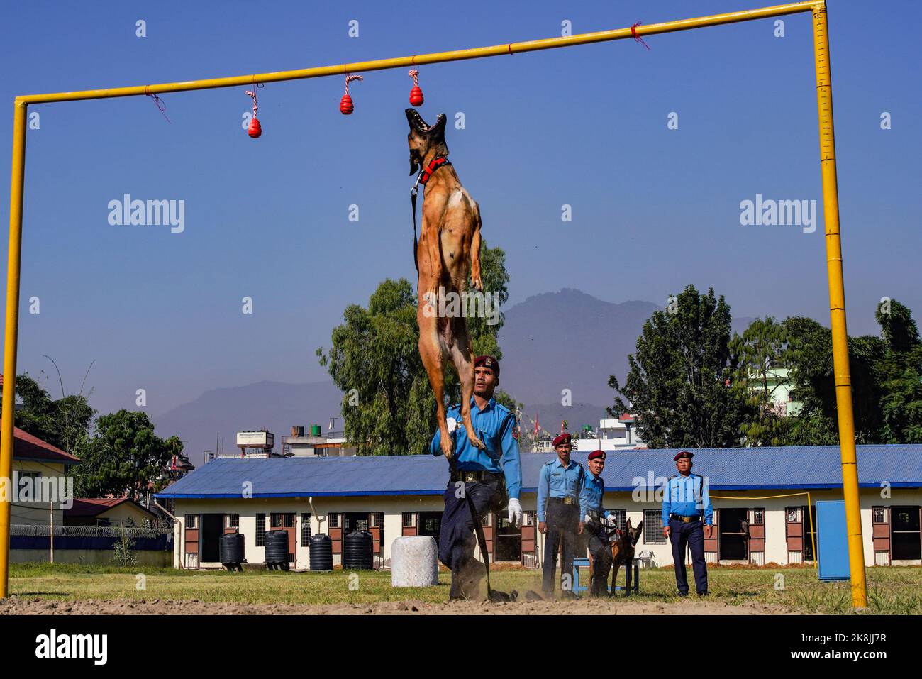 Kathmandu, Nepal. 24th Ott 2022. Un cane addestrato della polizia nepalese visto dimostrare le abilità durante il festival di adorazione del cane “Kukkur Tihar” anche chiamato Diwali noto come il festival delle luci alla Central Police Dog Training School a Kathmandu. Nell'Induismo, si crede che i cani siano il messaggero di Dio Yama, il Signore della morte e che i cani custodisano le porte del Cielo. Credit: SOPA Images Limited/Alamy Live News Foto Stock