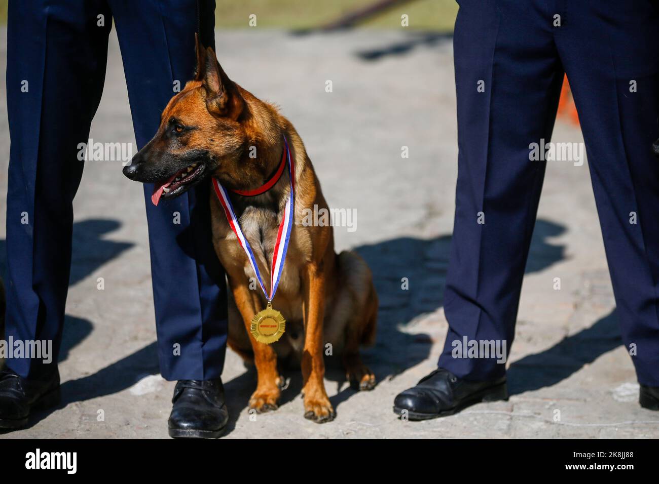 Kathmandu, Nepal. 24th Ott 2022. Un cane della polizia nepalese addestrato con una medaglia visto durante il festival di adorazione del cane “Kukkur Tihar” anche chiamato Diwali noto come il festival delle luci alla Central Police Dog Training School a Kathmandu. Nell'Induismo, si crede che i cani siano il messaggero di Dio Yama, il Signore della morte e che i cani custodisano le porte del Cielo. Credit: SOPA Images Limited/Alamy Live News Foto Stock