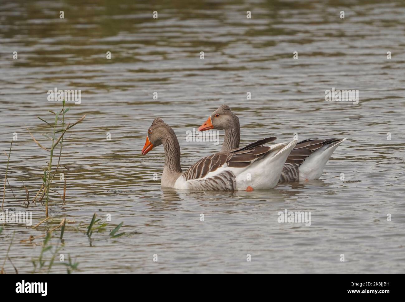 Razza francese di oche domestiche, oche di Tolosa in un fiume, Spagna. Foto Stock