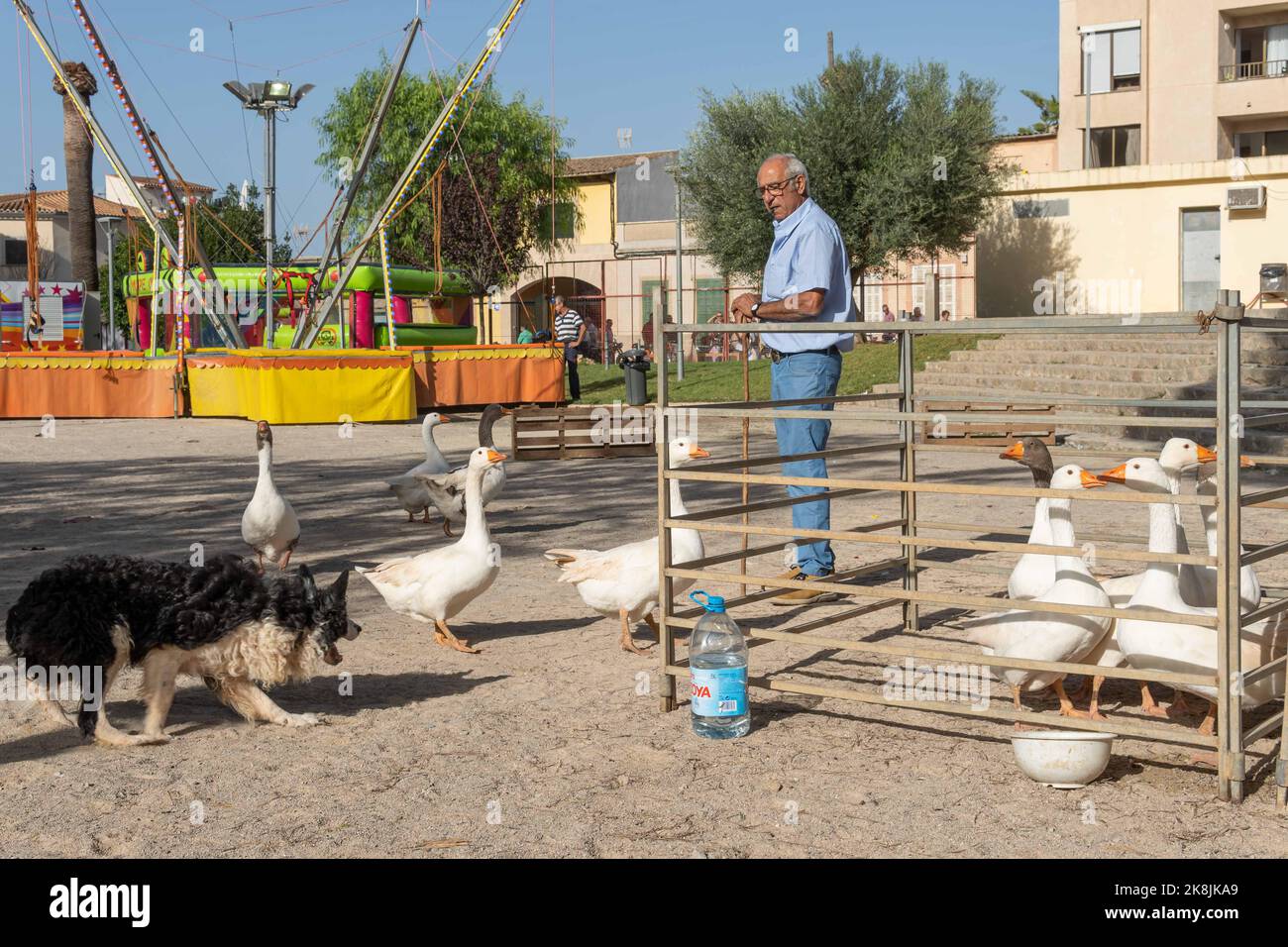 Felanitx, Spagna; 23 2022 ottobre: Fiera annuale della paprika, che si tiene nella città maiorchina di Felanitx, Spagna. Shepherd guida il suo cane mentre esegue un'oca Foto Stock
