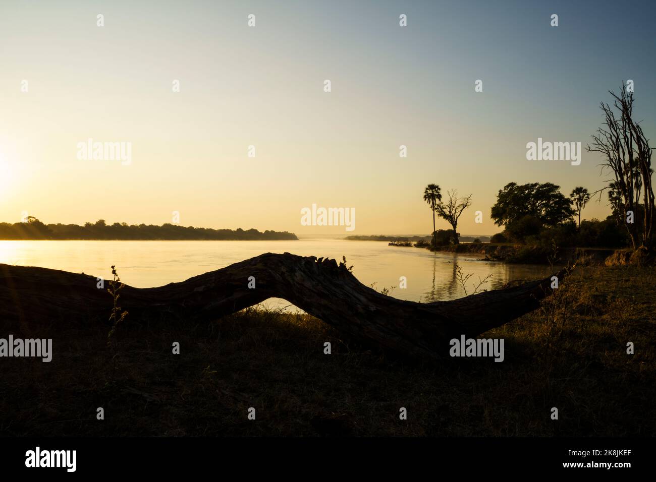 ZambAcacia albero sott'acqua nel fiume Zambesi. Parco Nazionale di Zambesi, Zimbabwe, Africa Foto Stock