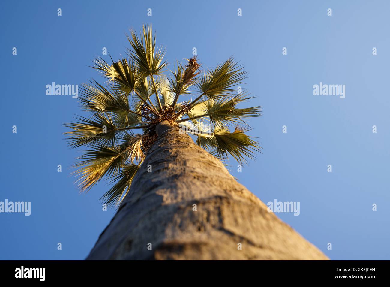 La corteccia delle palme sale fino alla corona fino alle foglie. Sfondo cielo blu, soleggiato. Parco nazionale dello Zambezi, Zimbabwe, Africa Foto Stock