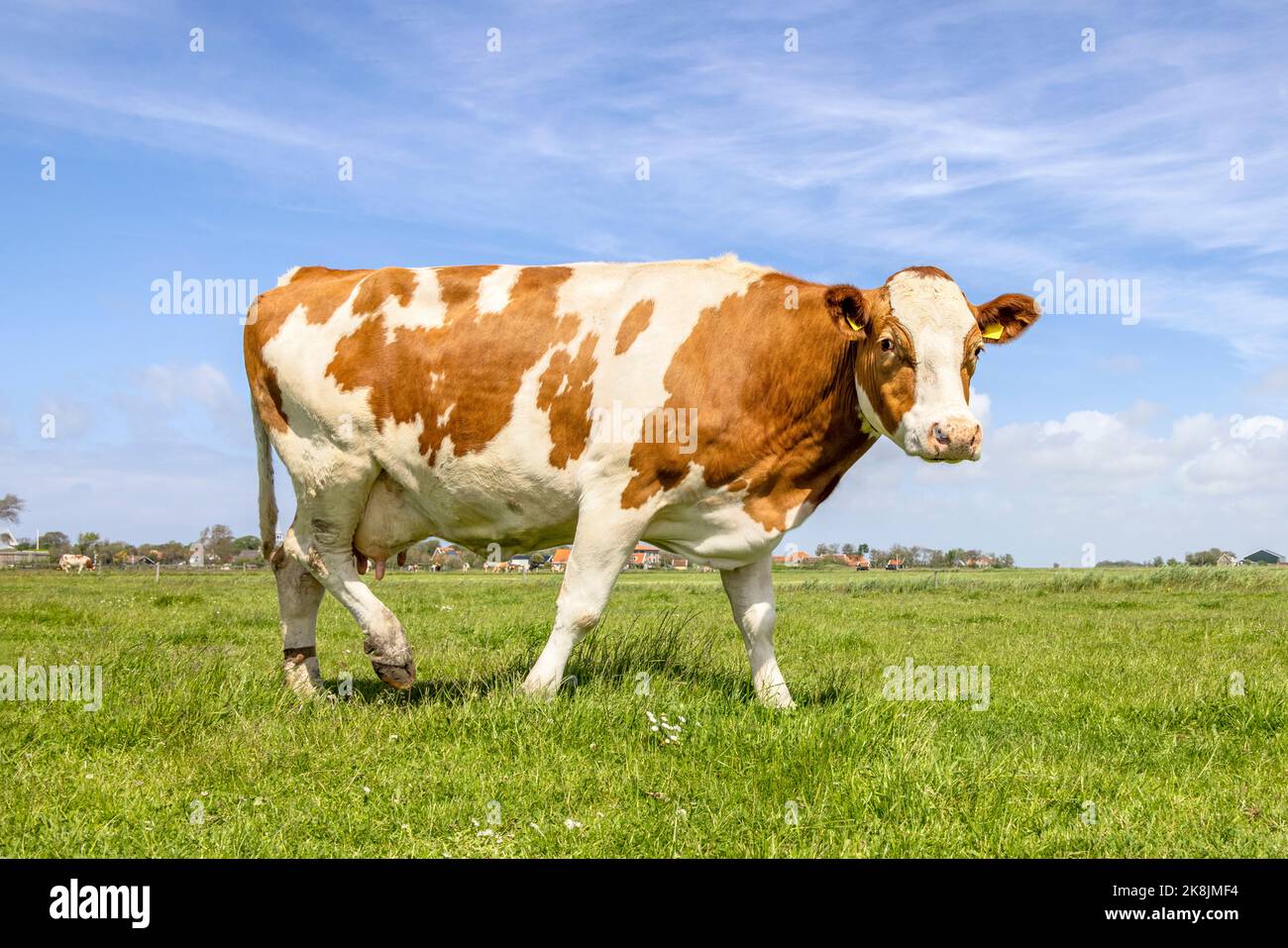 Mucca bruna e bianca, camminando nel campo, passando nel pascolo sotto un cielo blu Foto Stock