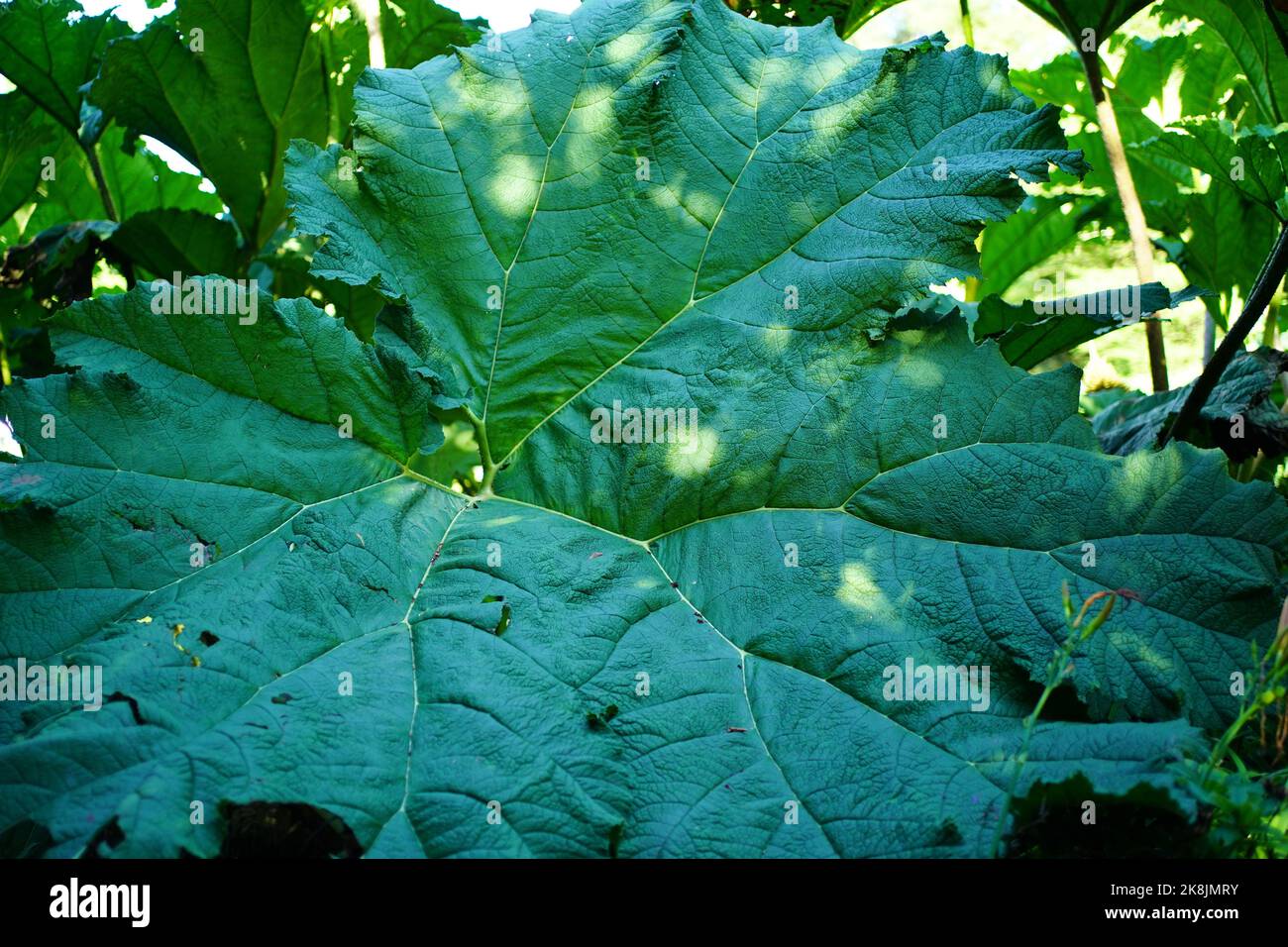 Foglie giganti del Gunnera Foto Stock