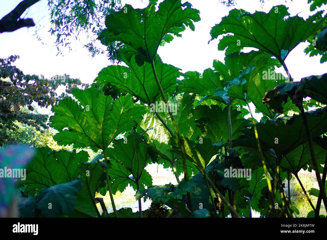 Foglie giganti del Gunnera Foto Stock