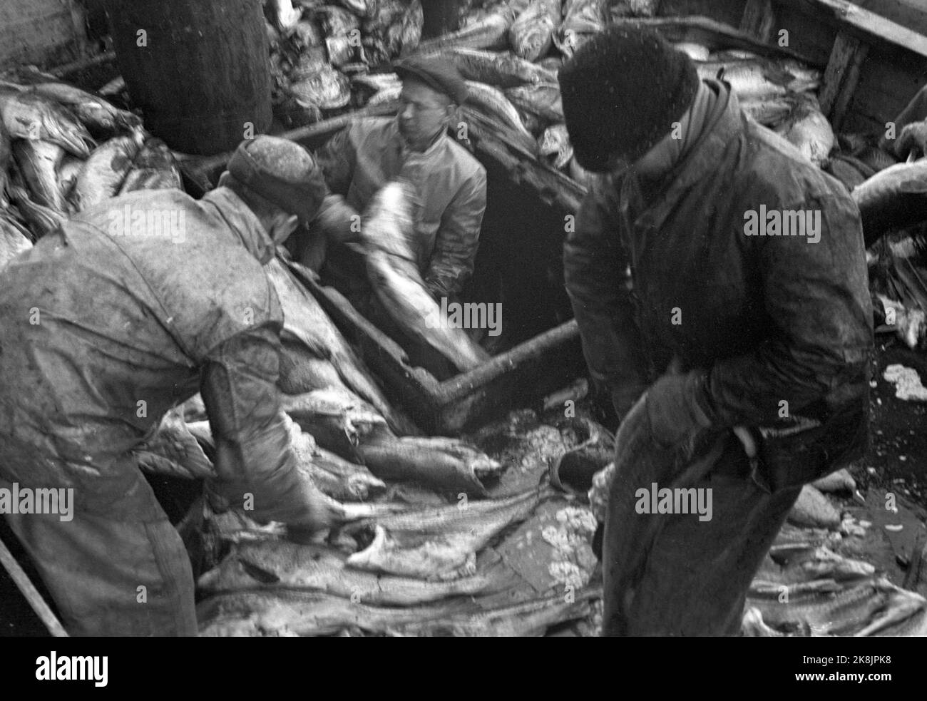 Pesca Lofot. 19470318. Skreien è arrivato. Qui il merluzzo è rilassato e snellito in grandi quantità. Foto: NTB / NTB Foto Stock