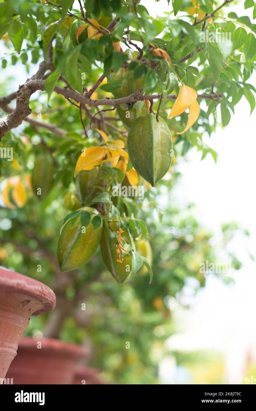 Frutto verde di Carambola conosciuto come frutto stella che cresce su un ramo in Vietnam Foto Stock