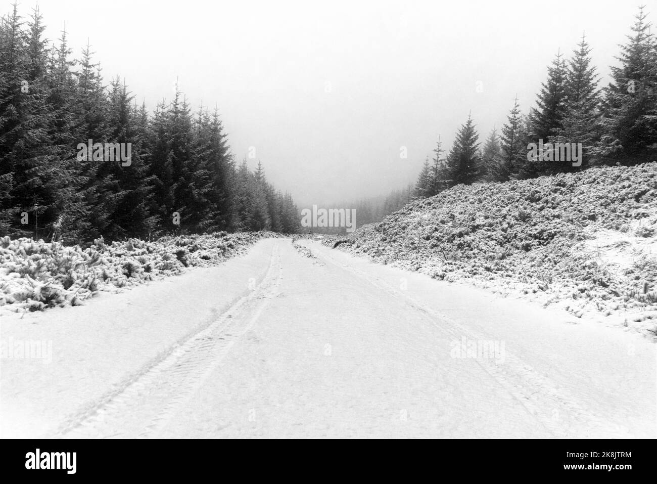 Paesaggio di strada bianca innevata terra con abeti intorno in inverno, Pitlochry, Scozia Foto Stock