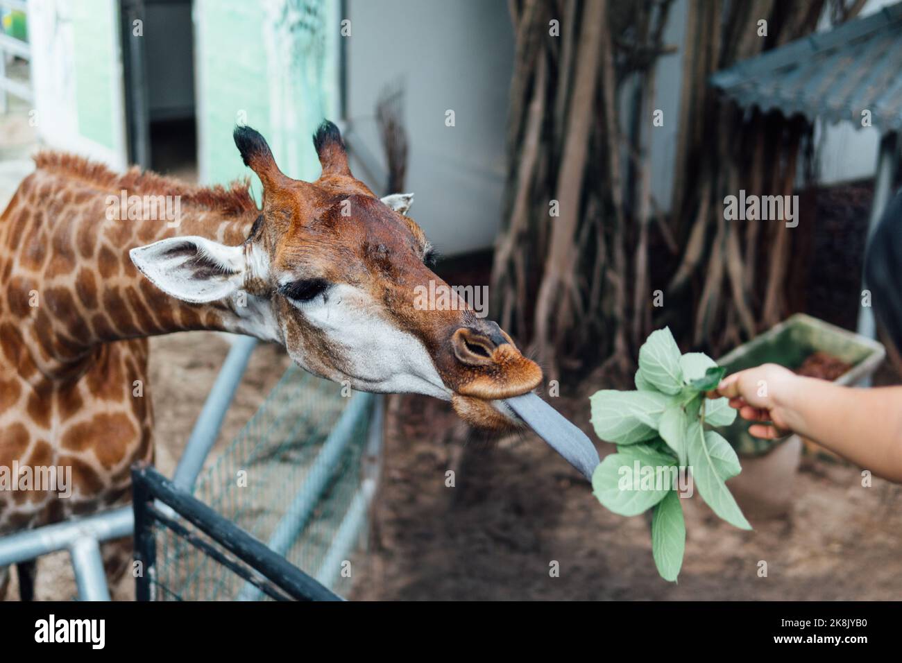 Un primo piano di una mano che alimenta foglie ad una giraffa Foto Stock