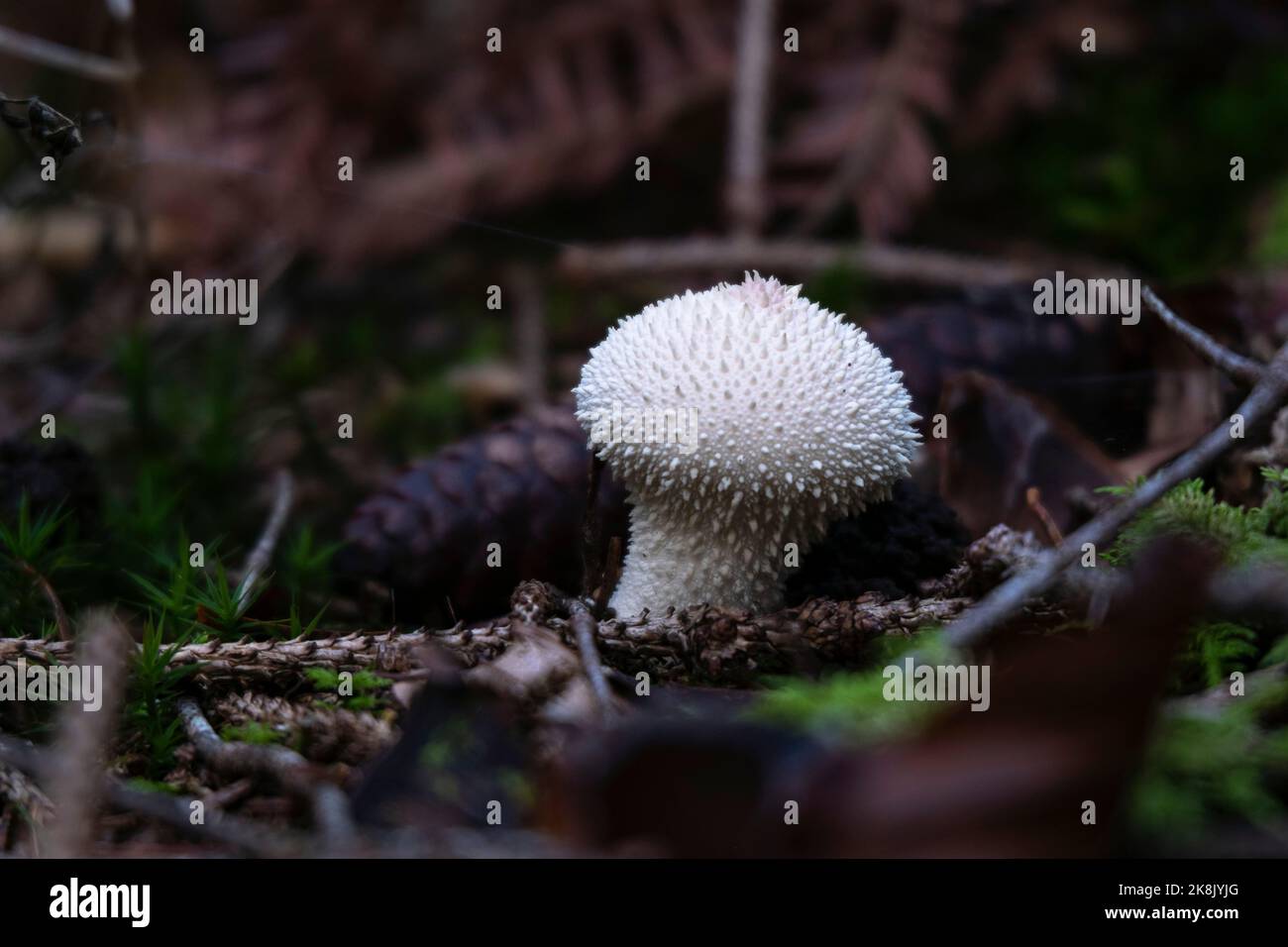 Palla di puffball comune nella foresta primo piano, Lycoperdon perlatum fungo bianco con punte. Foto Stock