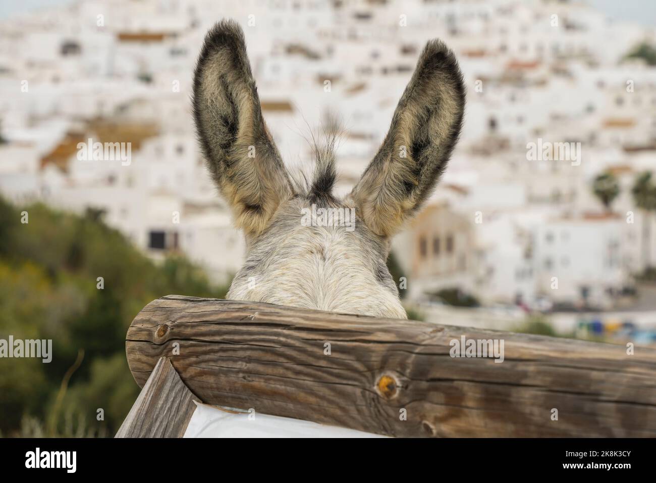 Orecchie di un asino dietro un tabellone informativo con il villaggio bianco di vejer de la frontera, Andalusia, Cadice, spagna. Foto Stock