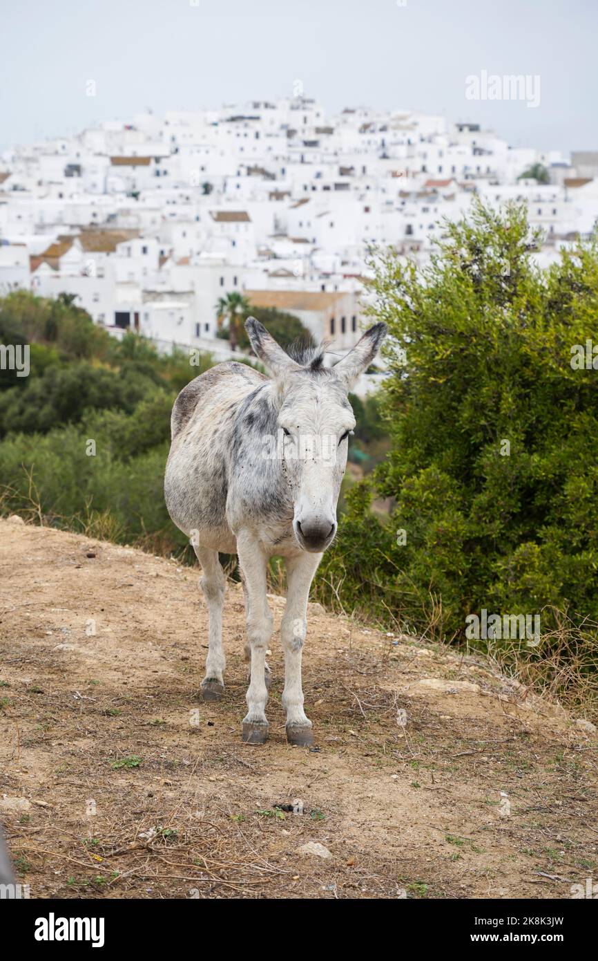 Un asino in cotryside con Vejer de la Frontera, villaggio bianco spagnolo nella provincia di Cádiz, Costa de la Luz, Andalusia, Spagna Foto Stock