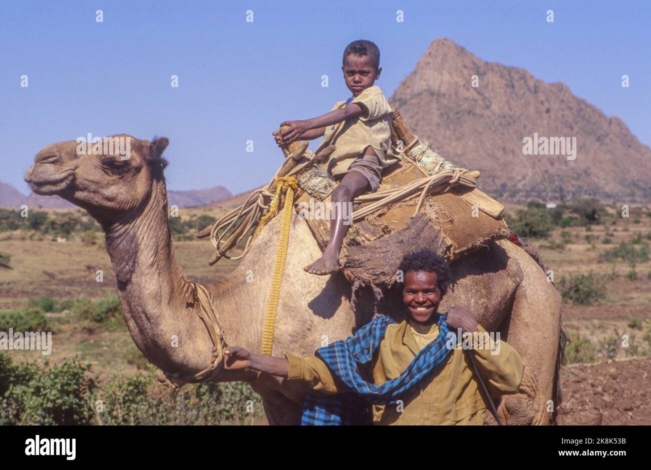 Etiopia, regione di Axum, Misan Belay (14) con suo fratello trasporta il grano raccolto con il cammello della famiglia Foto Stock