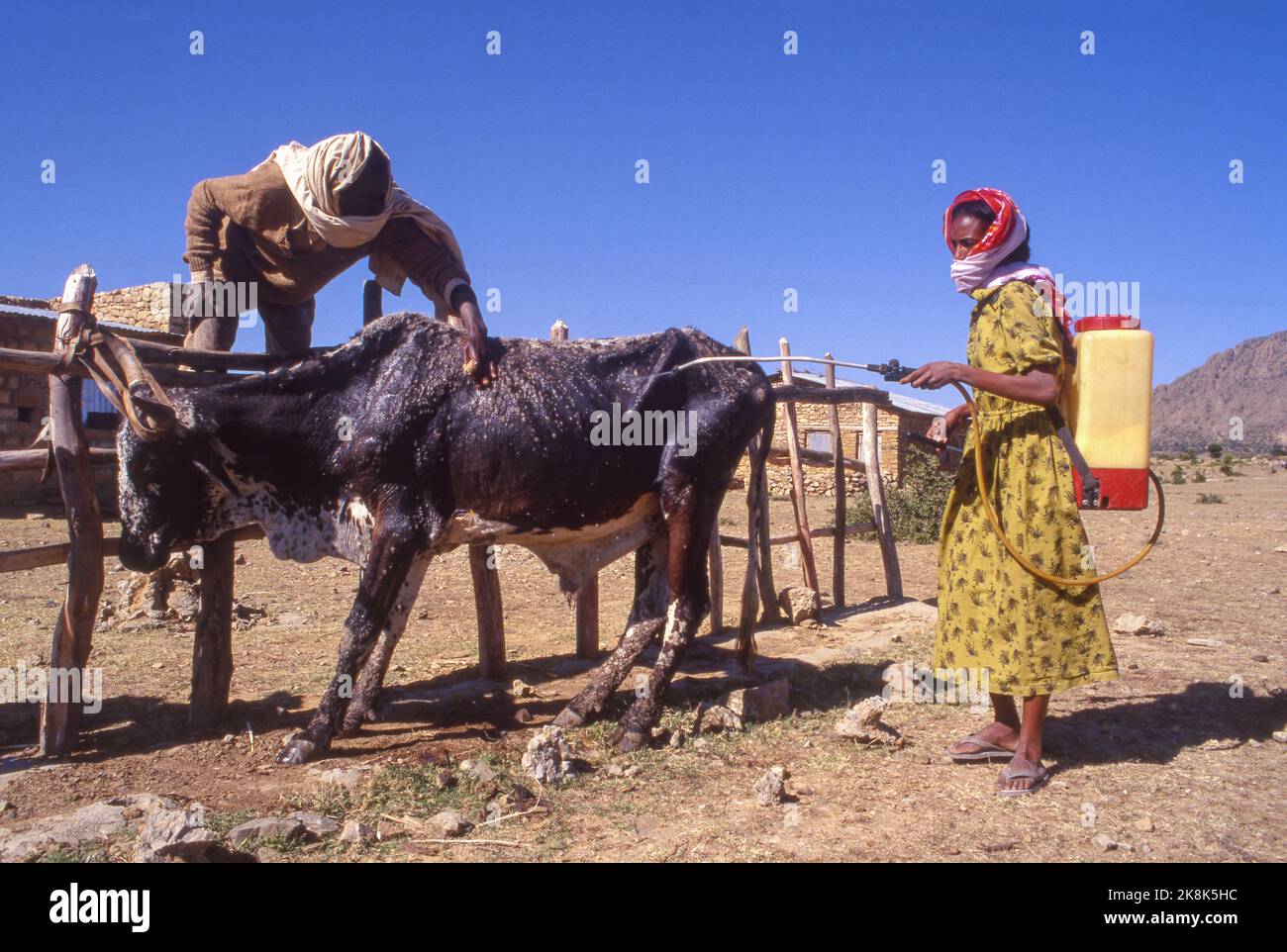 Etiopia, regione di Axum, un veterinario sta esaminando una mucca in una fattoria per le zecche, mentre il suo assistente sta spruzzando per protezione contro i parassiti. Foto Stock
