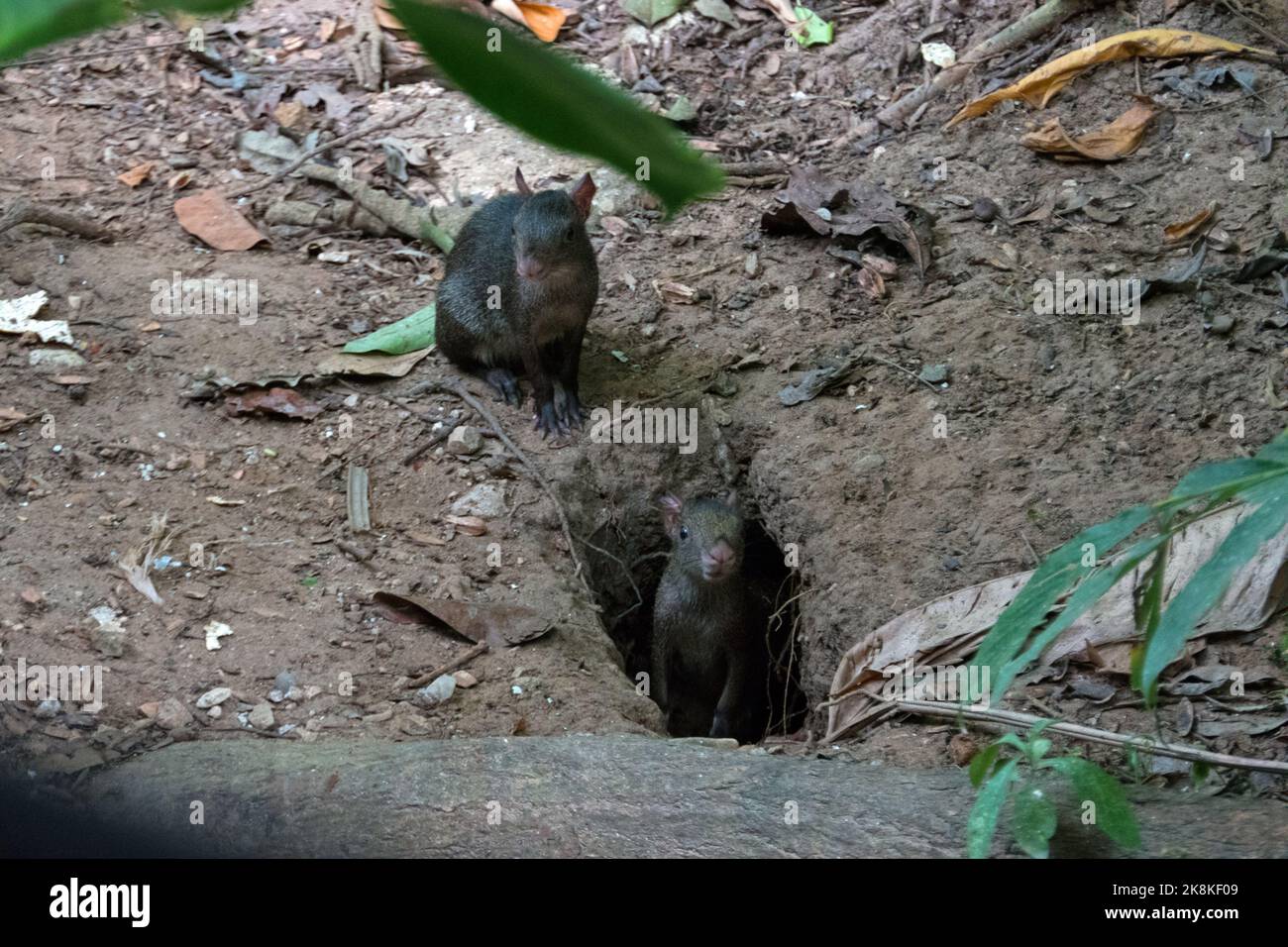 Un paio di agouti centroamericani (Dasyprocta punctata) vicino a den. Roditori selvatici nelle giungle del Chiapas, Messico Foto Stock