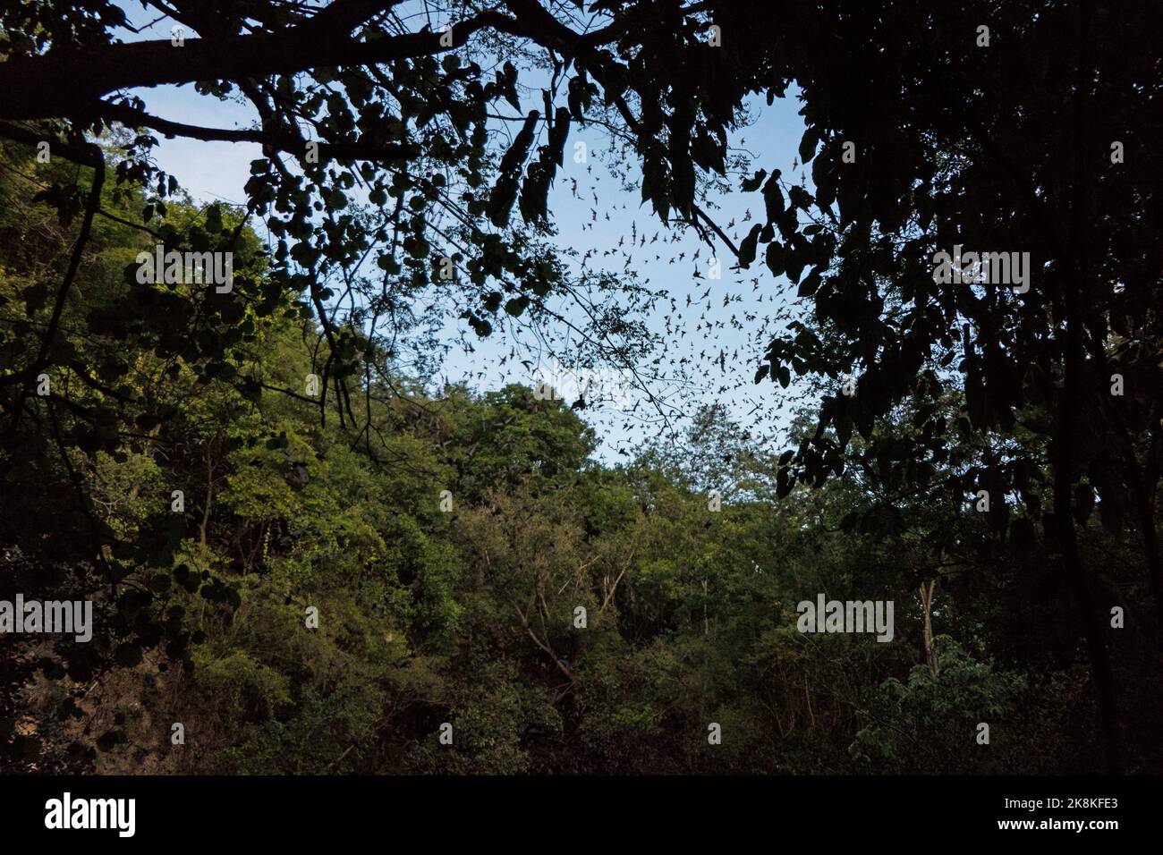Il vulcano Bat di Calakmul nella foresta di Campeche, Messico (Volcán de los Murciélagos). Milioni di pipistrelli volano da un cenote secco al crepuscolo Foto Stock
