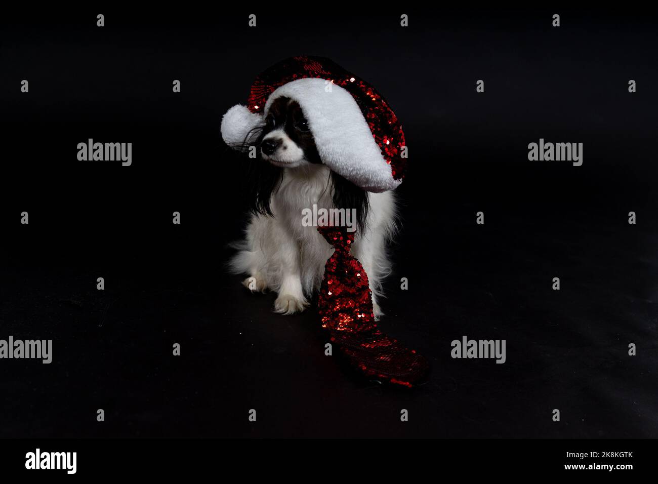 Cani di Natale, papille Foto Stock