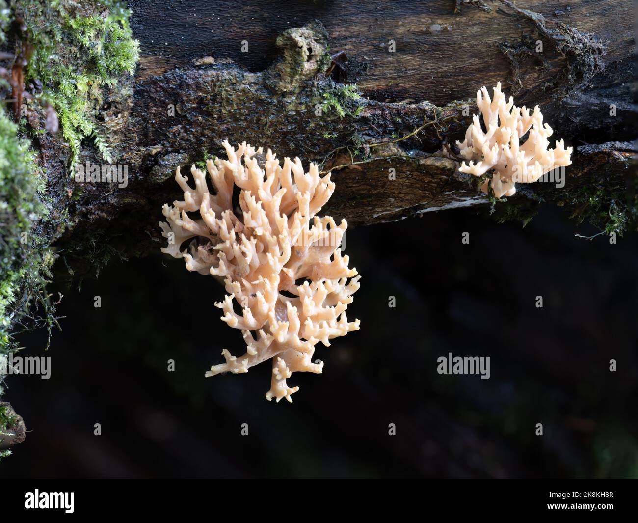 Fungo corallo. Clavulina. REGNO UNITO. Foto Stock