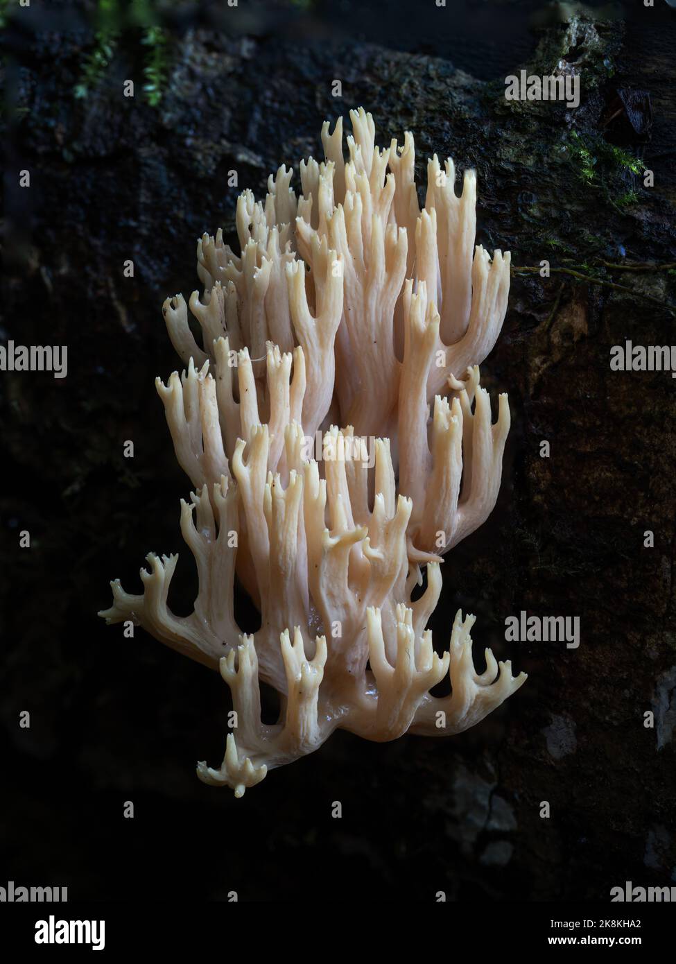 Fungo corallo. Clavulina. REGNO UNITO. Foto Stock