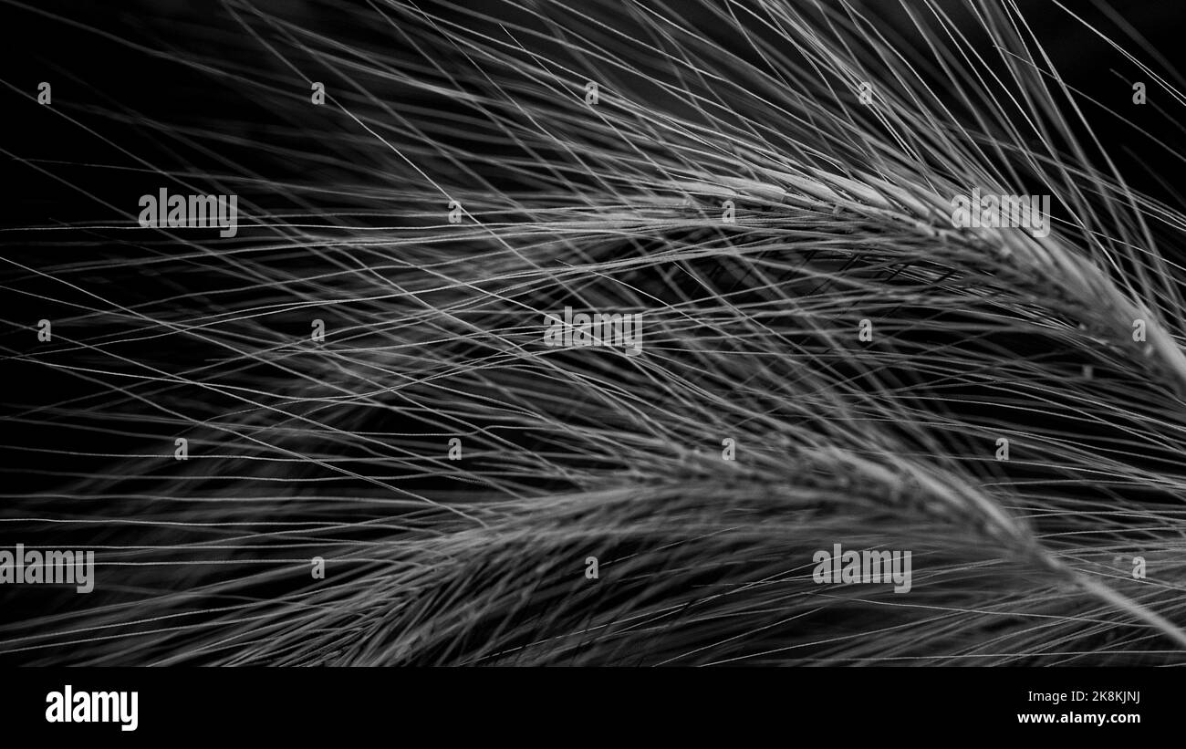 Un colpo in scala grigia di pianta di porridge di grano su uno sfondo nero. Foto Stock