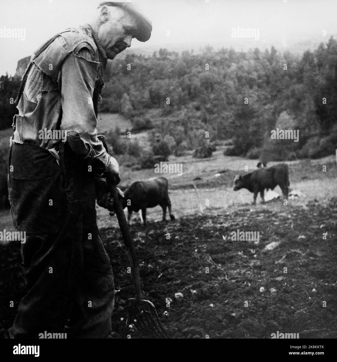 A circa 10 km da Sand, in Rogaland 1958. A circa un'ora a piedi dalla strada provinciale, i fratelli gestiscono Ordin e Kristen Tysseland una fattoria in vecchio stile, con mucche, pecore e un cavallo. Non possono immaginare la vita senza usura. Foto: Bjørn Bjørnsen / corrente / NTB Phys.lok: Non avranno un milione di corrente n° 1958 SPBEKEIL Foto Stock