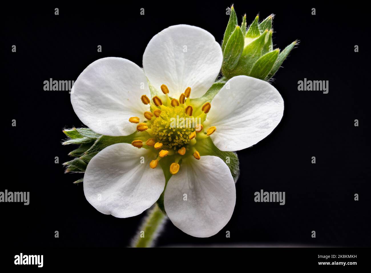 Immagine ravvicinata del fiore di fragola Foto Stock