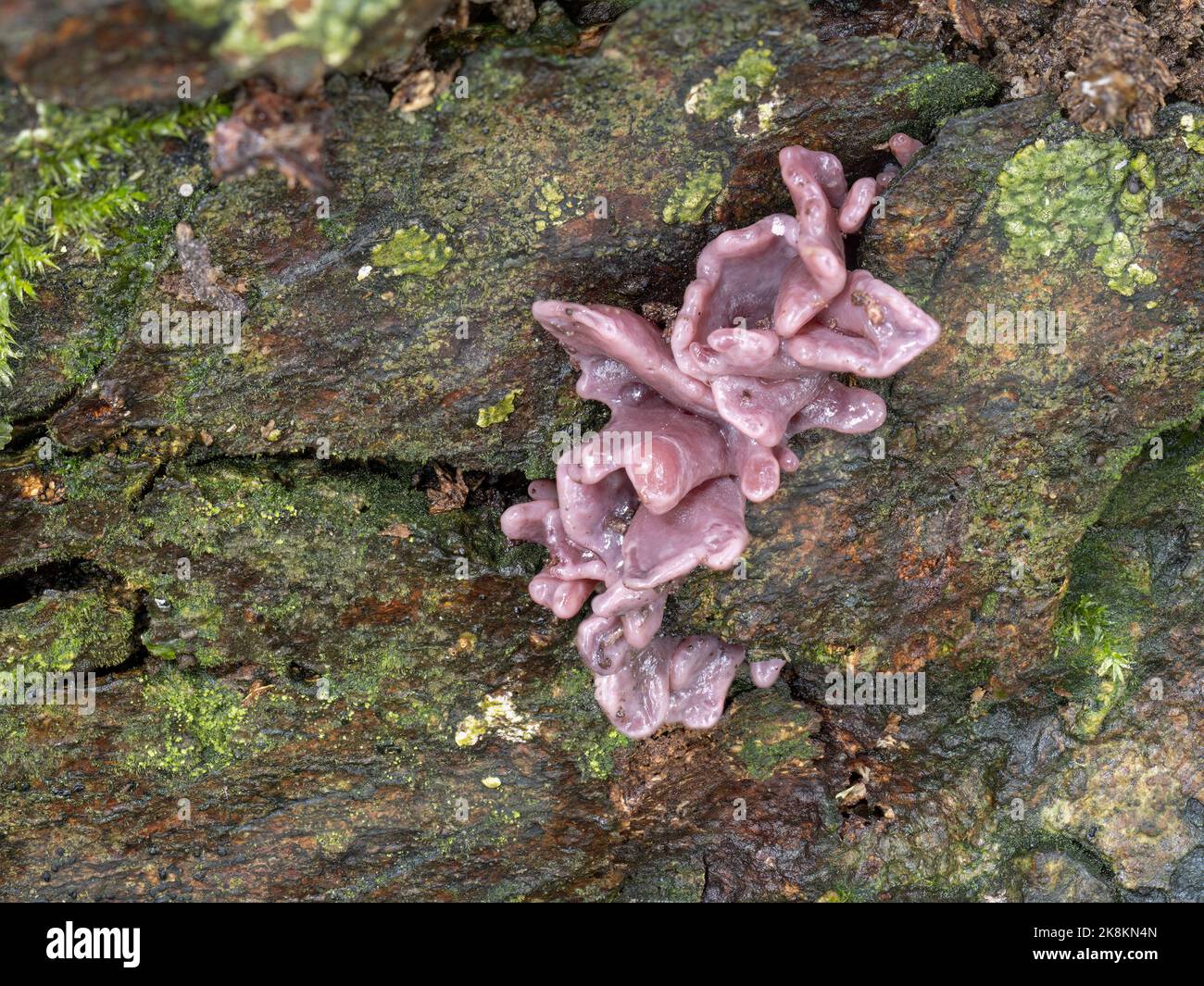 Purple jelly disc fungo aka Asocoryne sarcoides. Terreno boschivo del Regno Unito. Foto Stock
