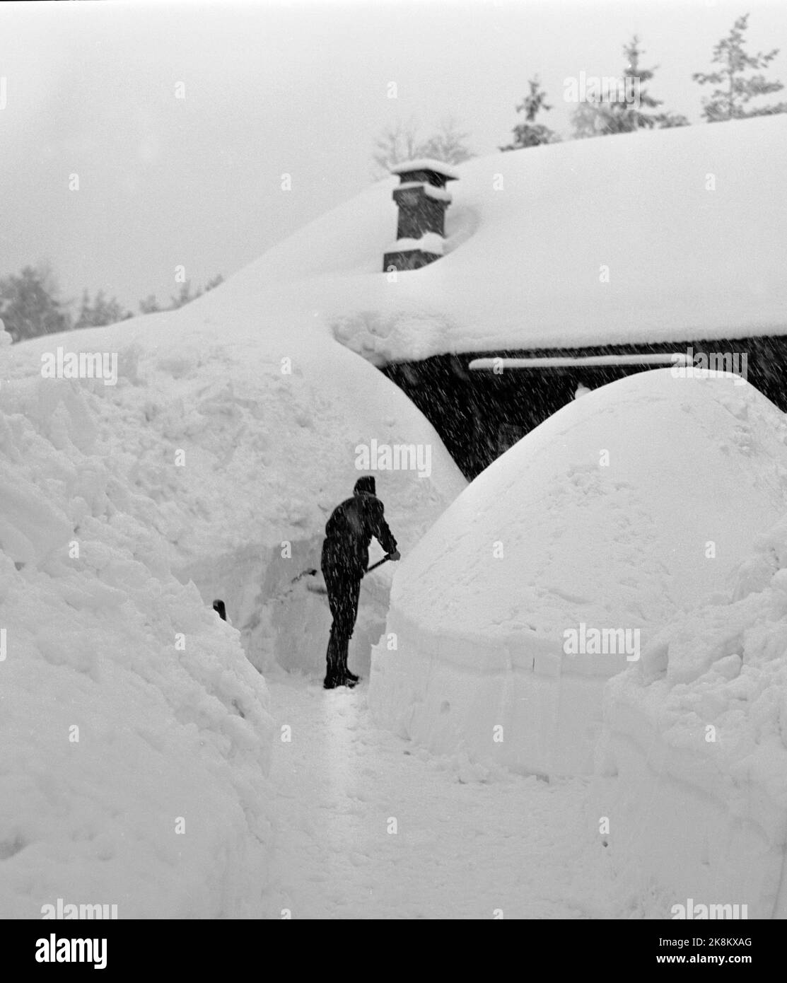 Norvegia meridionale, 1951 febbraio: Una forte nevicata sulla parte meridionale del paese ha creato caos per settimane. Ecco un uomo che gulla il suo cammino verso la sua casa. Le nevicate sono ben presto lisce con il tetto della casa- e per entrare, si deve passare attraverso un corridoio di neve. Foto: Arne Kjus / corrente / NTB Foto Stock