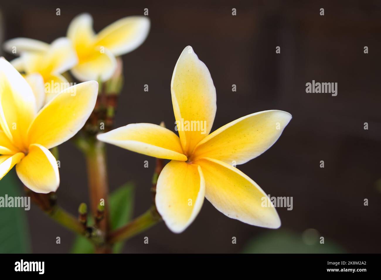 Una foto selettiva di fiori di frangipani plumeria nel giardino con sfondo sfocato Foto Stock