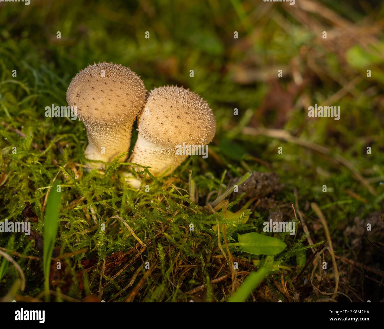 Fungo della foresta. Fungo comune di puffball - Lycoperdon perlatum - che cresce in muschio verde nella foresta autunnale. Spazio per il testo Foto Stock