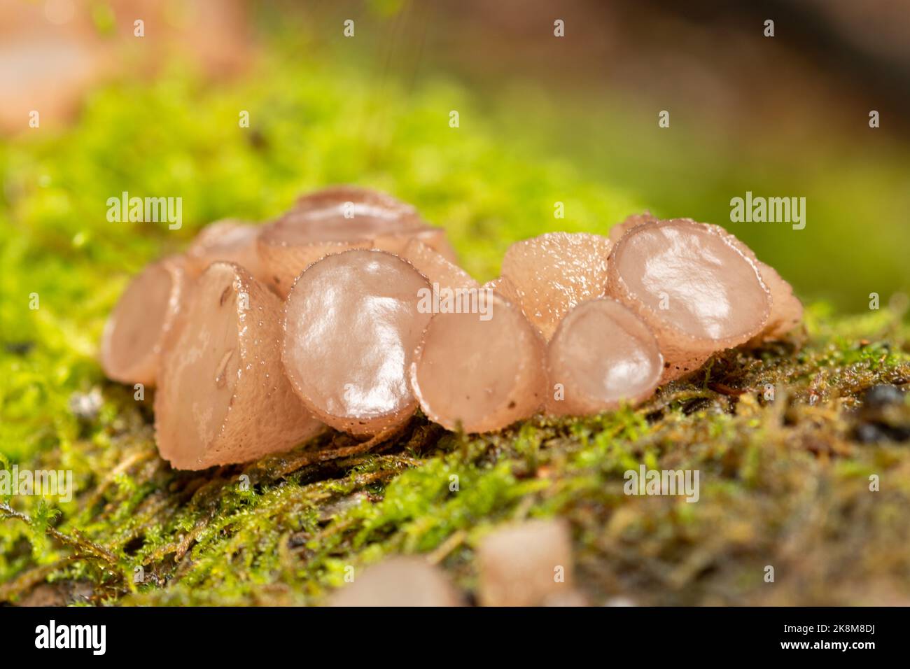 Funghi di faggio jellydisc (Neobulgaria pura), fungo gelatinoso che cresce sul tronco caduto di un faggio durante l'autunno o ottobre, Sussex occidentale, Inghilterra, UK Foto Stock