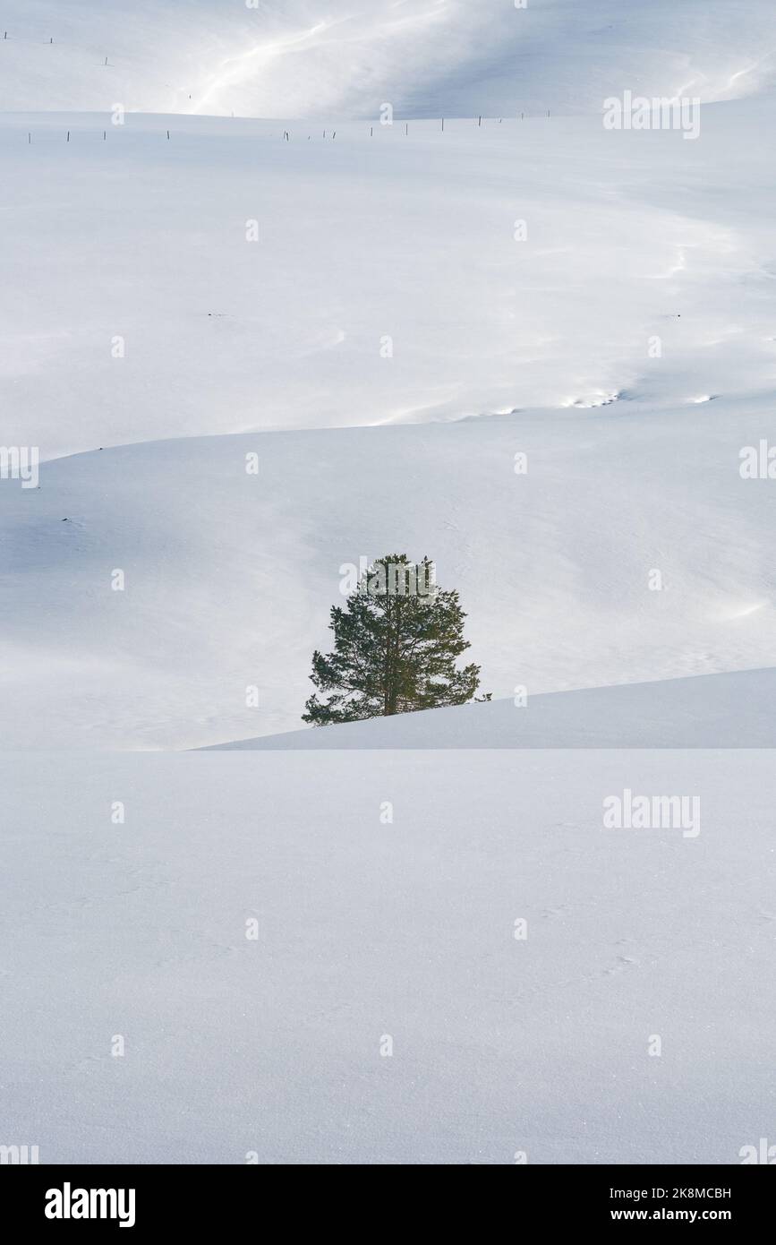 Pino sempreverde solitario in un paesaggio collinare vuoto sotto la neve in inverno nelle giornate di sole a Zlatibor, Serbia Foto Stock