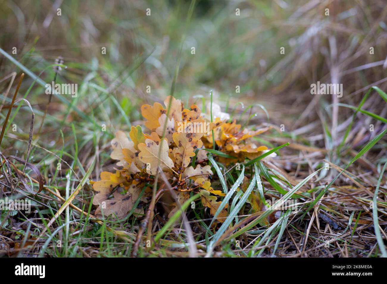 ramo di quercia con foglie gialle in erba. Foto di alta qualità Foto Stock