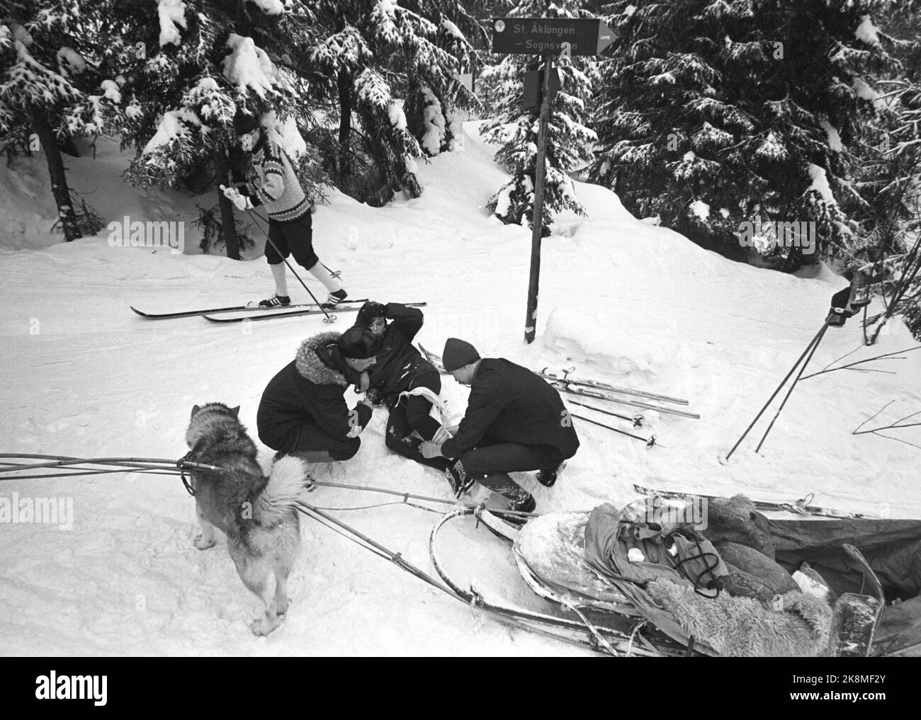 Oslo il 24 marzo 1967. Norwegian trekk dog club in azione a Nordmarka. Tutti i membri sono sottoposti a un corso di pronto soccorso. K. Reitthe (t Foto: Aage Storløkken / corrente / NTB Foto Stock